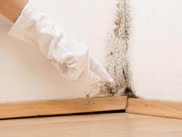 Best Basement Mold Removal  in USA